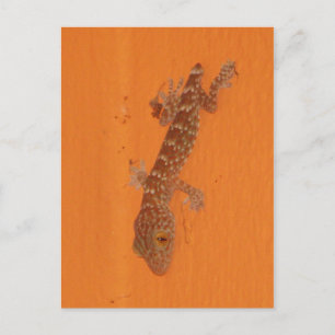 Baby Tokay Gecko Briefkaart