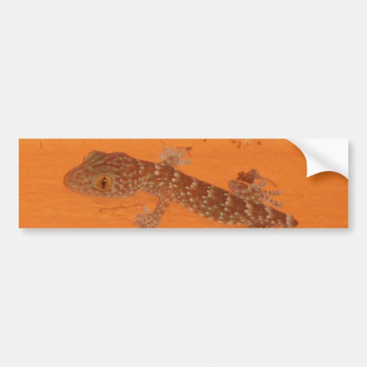 Baby Tokay Gecko Bumpersticker (Voorkant)