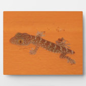 Baby Tokay Gecko Fotoplaat (Voorkant)