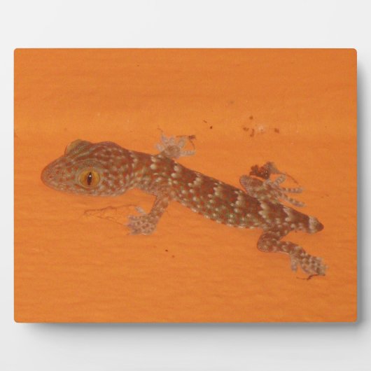 Baby Tokay Gecko Fotoplaat (Voorkant)
