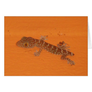 Baby Tokay Gecko Kaart