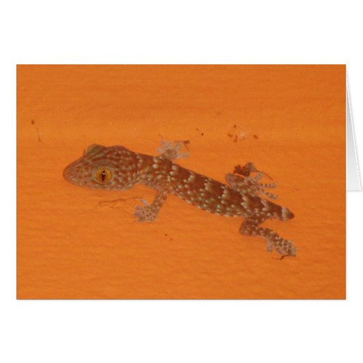 Baby Tokay Gecko Kaart (Voorkant Horizontaal)