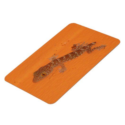 Baby Tokay Gecko Magneet (Linkerzijde)