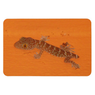 Baby Tokay Gecko Magneet