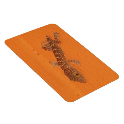 Baby Tokay Gecko Magneet (Rechterzijde)