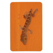 Baby Tokay Gecko Magneet (Verticaal)
