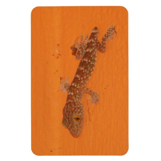 Baby Tokay Gecko Magneet (Verticaal)