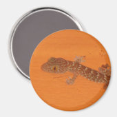 Baby Tokay Gecko Magneet (Voorkant / Achterkant)