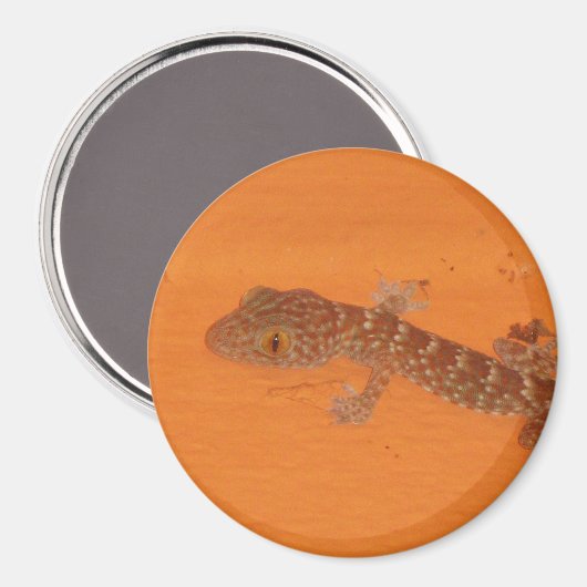 Baby Tokay Gecko Magneet (Voorkant / Achterkant)