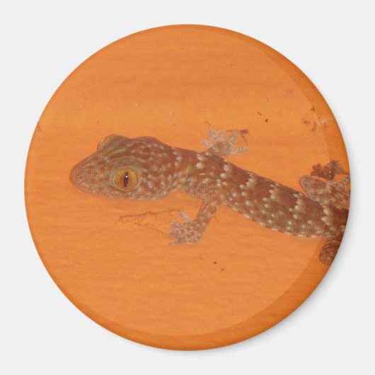 Baby Tokay Gecko Magneet (Voorkant)