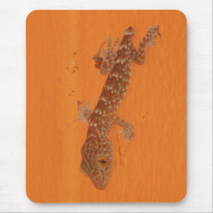 Baby Tokay Gecko Muismat