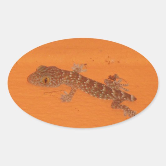 Baby Tokay Gecko Ovale Sticker (Voorkant)