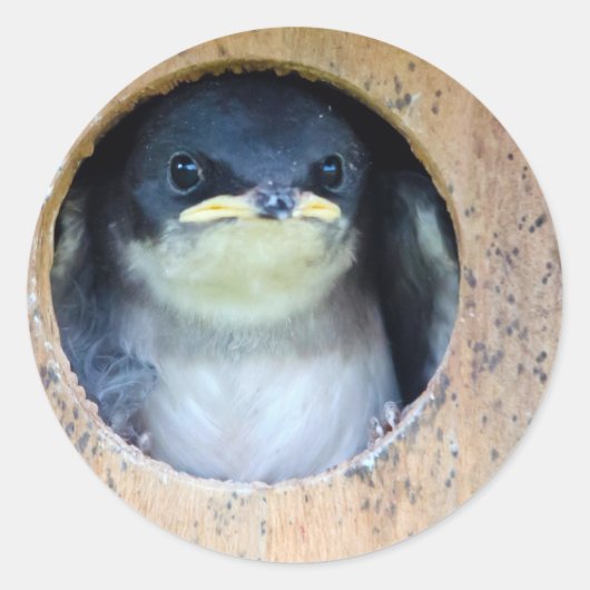 Baby Tree Swallow Ronde Sticker (Voorkant)