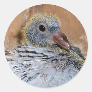 Baby trekduiven ronde sticker