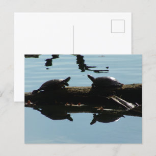 Baby Turtle Friends Briefkaart