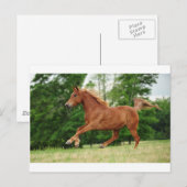 Baby uitvoeren briefkaart (Voorkant / Achterkant)