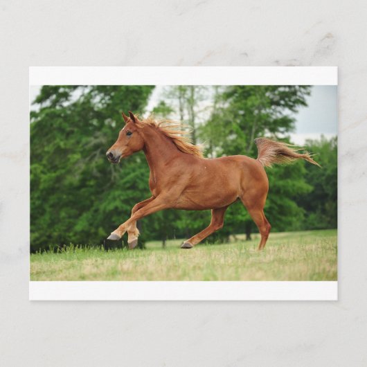 Baby uitvoeren briefkaart (Voorkant)