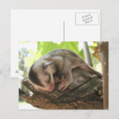 baby van suikerzweefster briefkaart (Voorkant / Achterkant)