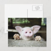 Baby varkensstapel in Pen, Varkensgier Briefkaart (Voorkant / Achterkant)