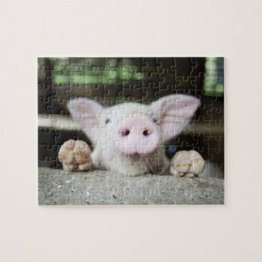 Baby varkensstapel in Pen, Varkensgier Legpuzzel (Horizontaal)
