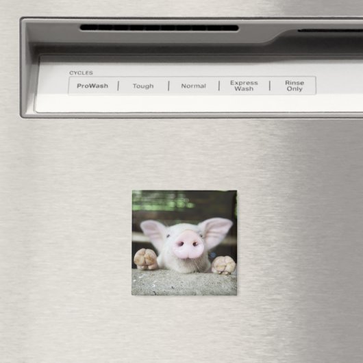 Baby varkensstapel in Pen, Varkensgier Magneet (Insitu (Vaatwasser))