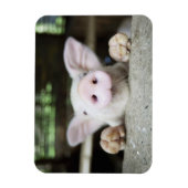 Baby varkensstapel in Pen, Varkensgier Magneet (Verticaal)