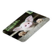 Baby varkensstapel in Pen, Varkensgier Magneet (Linkerzijde)