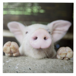 Baby varkensstapel in Pen, Varkensgier Tegeltje