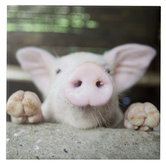 Baby varkensstapel in Pen, Varkensgier Tegeltje (Voorkant)
