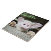 Baby varkensstapel in Pen, Varkensgier Tegeltje (Zijkant)