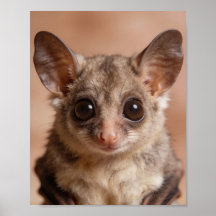 Baby Vleermuis Nursery Muur Kunst Print