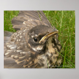 Baby vogel poster