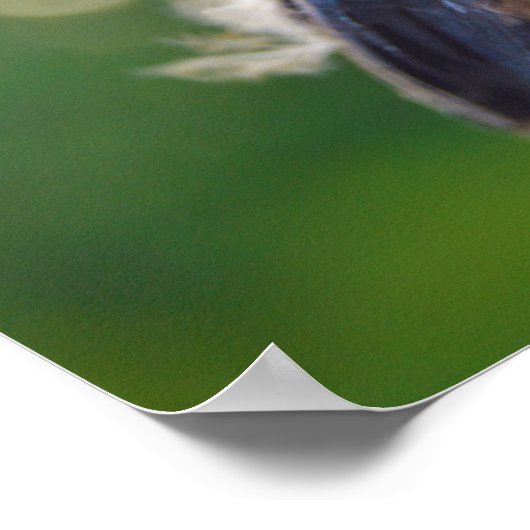 Baby vogel poster (Hoek)