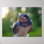 Baby vogel poster (Voorkant)