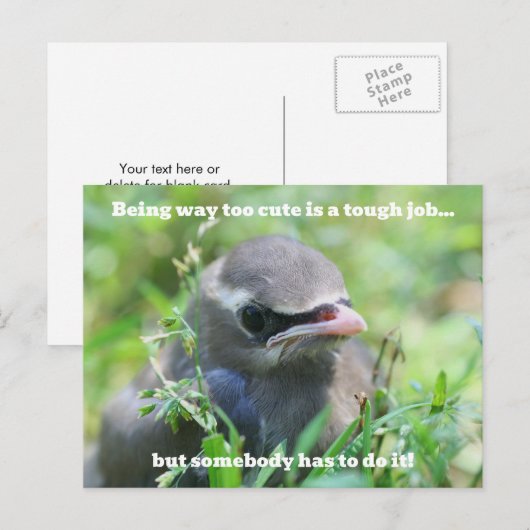Baby Vogel Te Cute Humor Briefkaart (Voorkant / Achterkant)