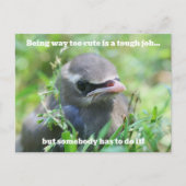 Baby Vogel Te Cute Humor Briefkaart (Voorkant)