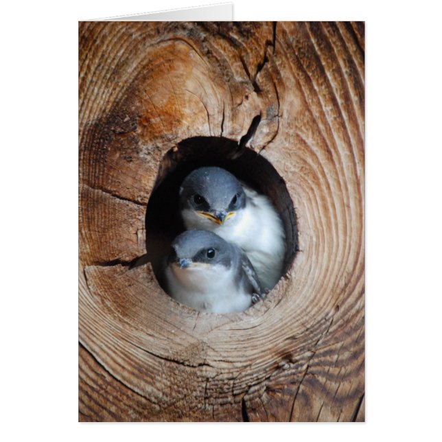 Baby vogels (Voorkant)