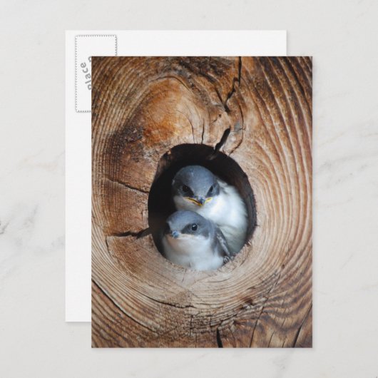 Baby vogels briefkaart (Voorkant / Achterkant)