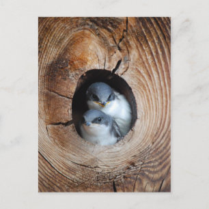 Baby vogels briefkaart