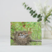 Baby vogels briefkaart (Staand voorkant)