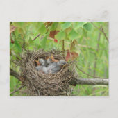 Baby vogels  briefkaart (Voorkant)