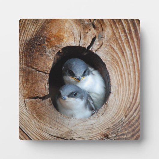 Baby Vogels Fotoplaat (Voorkant)