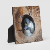 Baby Vogels Fotoplaat (Voorkant)