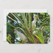 Baby Vogels Kaart (Voorkant)