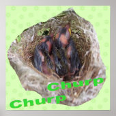 Baby vogels poster (Voorkant)