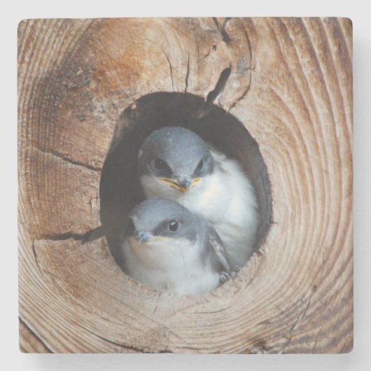 Baby vogels stenen onderzetter (Voorkant)
