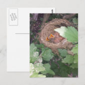Baby vogels zingen het lied van de lente.... briefkaart (Voorkant / Achterkant)