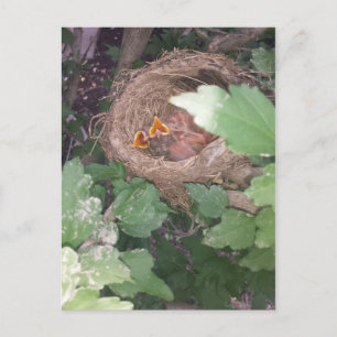 Baby vogels zingen het lied van de lente.... briefkaart