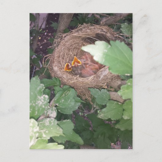 Baby vogels zingen het lied van de lente.... briefkaart (Voorkant)