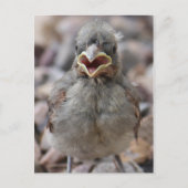 Baby-vogelstand-Briefkaart Briefkaart (Voorkant)